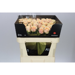 Rosa Gr Bellini!