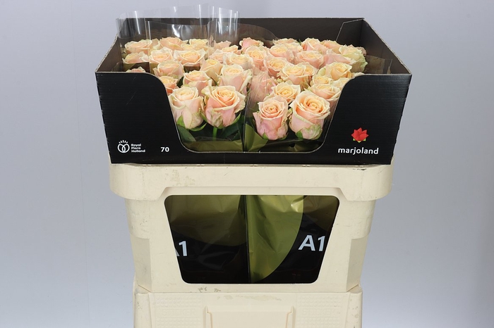 <h4>Rosa Gr Bellini!</h4>
