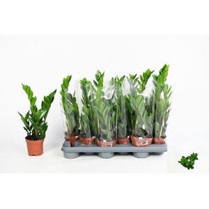 ZAMIO ZAMIIFOLIA P10.5