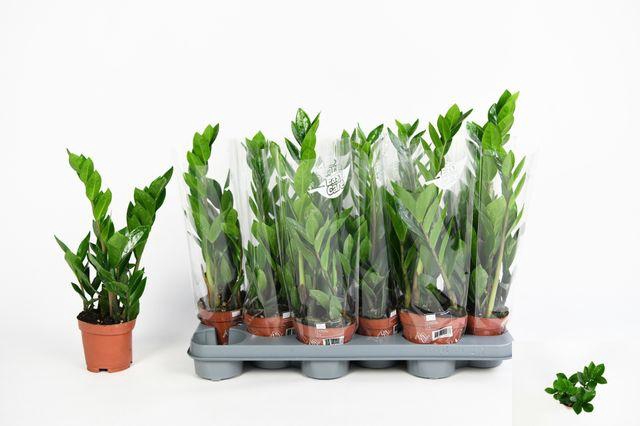 <h4>ZAMIO ZAMIIFOLIA P10.5</h4>