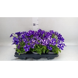 Petunia  'Cascadias'   ...mix