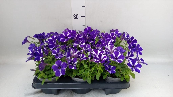 <h4>Petunia 'Cascadias' ...mix</h4>