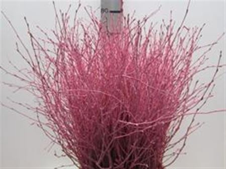 <h4>BERK ROSE/GELB L60</h4>