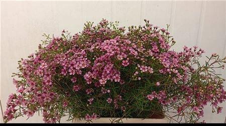 <h4>Chame Un Jupiter</h4>