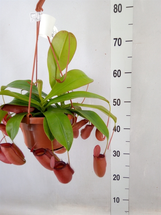 <h4>Nepenthes    ...</h4>