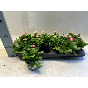 BELLIS P KL BEL ROSE