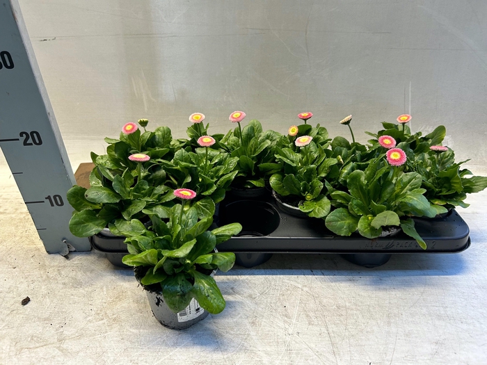 <h4>BELLIS P KL BEL ROSE</h4>