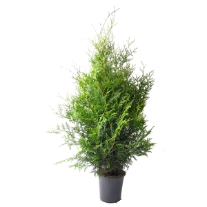 Thuja occ. Brabant, plantmaat 80-100 cm - Rondgestoken -