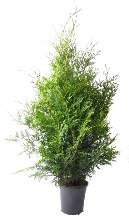 <h4>Thuja occ. Brabant, plantmaat 80-100 cm - Rondgestoken -</h4>