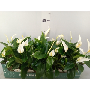 Anthurium  'Banderola Cava'