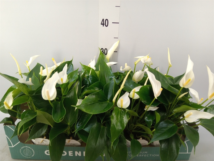 <h4>Anthurium  'Banderola Cava'</h4>