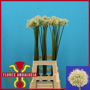 ALLIUM MOUNT EVEREST