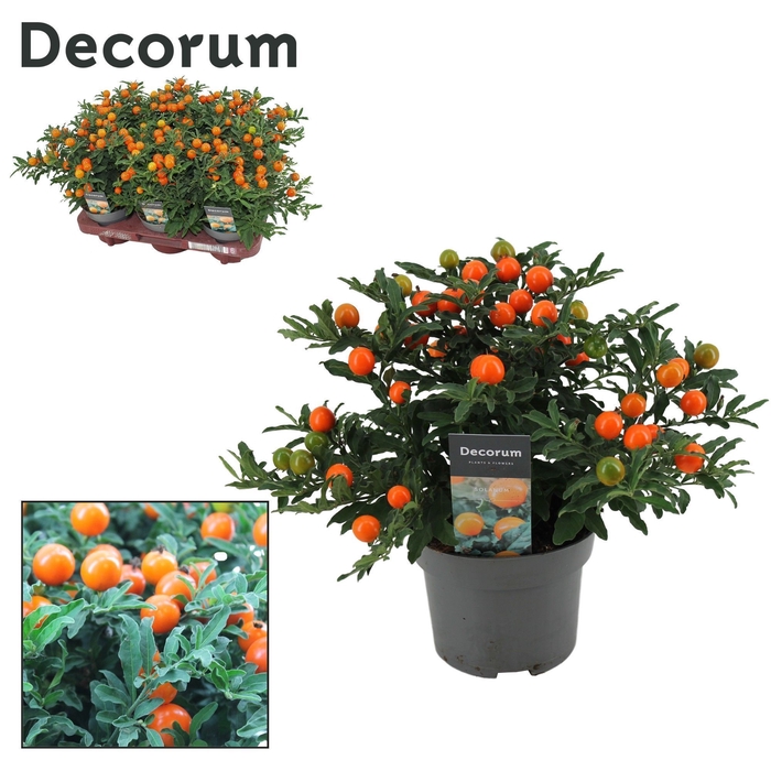 <h4>Solanum Pseudocapsicum P13 Decorum</h4>