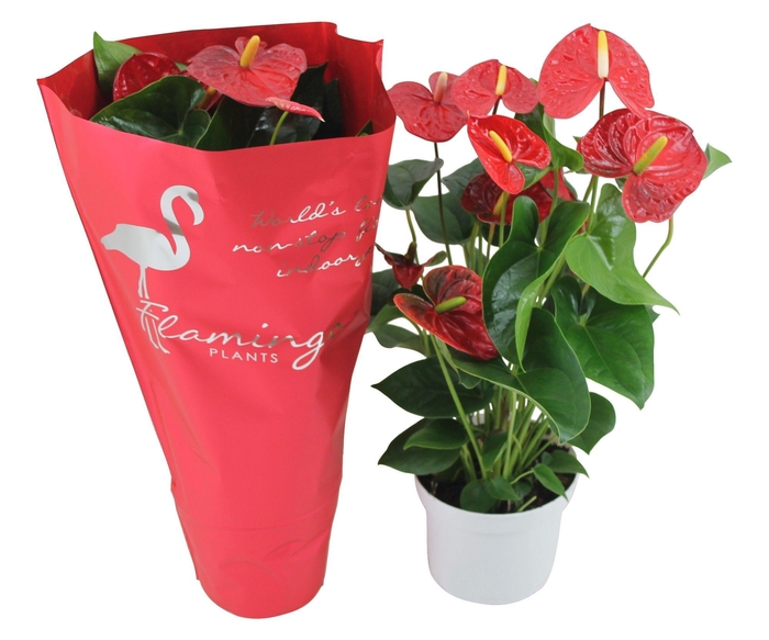 <h4>Anthurium XL.9 Jambo Red 17cm met sierhoes</h4>