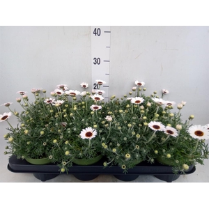 Rhodanthemum  'Casablanca'