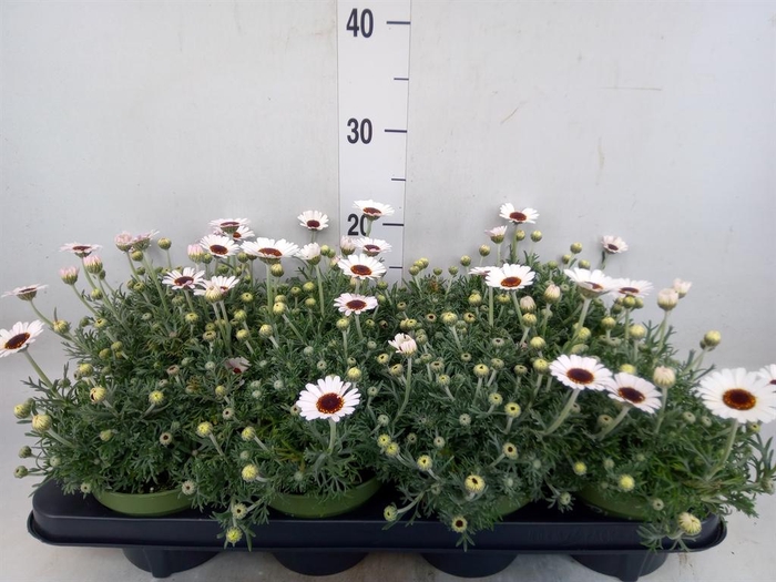 <h4>Rhodanthemum  'Casablanca'</h4>