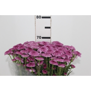 CRISANTEMO SANTINI ABBEY PURPLE 080 CM