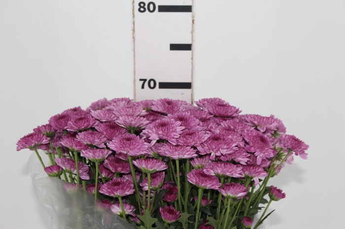 <h4>CRISANTEMO SANTINI ABBEY PURPLE 080 CM</h4>