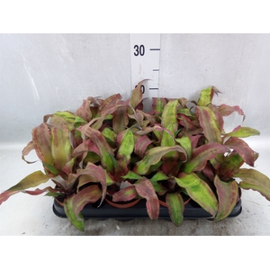 Cryptanthus bivittatus