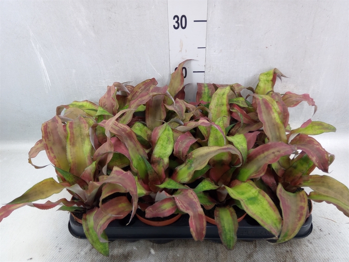 <h4>Cryptanthus bivittatus</h4>