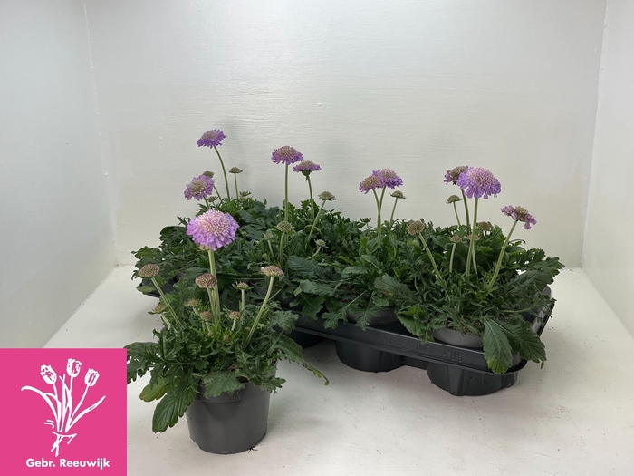 <h4>SCAB COLUMBARIA</h4>