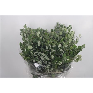 Pittosporum P Bos Ralphy