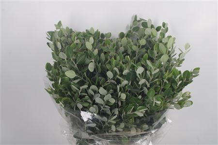 <h4>Pittosporum P Bos Ralphy</h4>