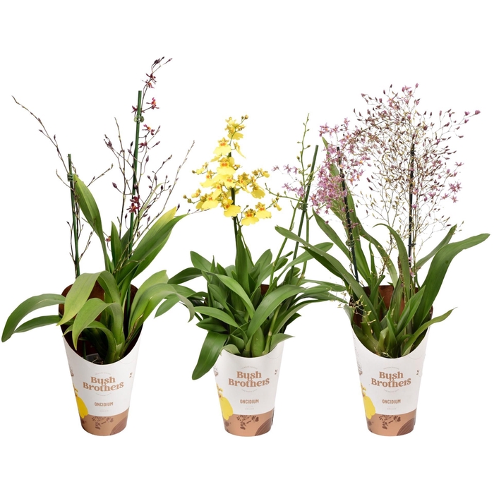 <h4>Oncidium 2 tak mix 12 cm</h4>
