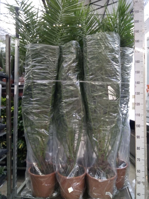 <h4>Phoenix canariensis</h4>