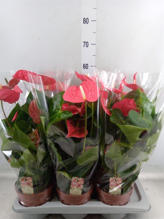 <h4>Anthurium andr. 'California'</h4>