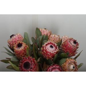 Protea magnifica