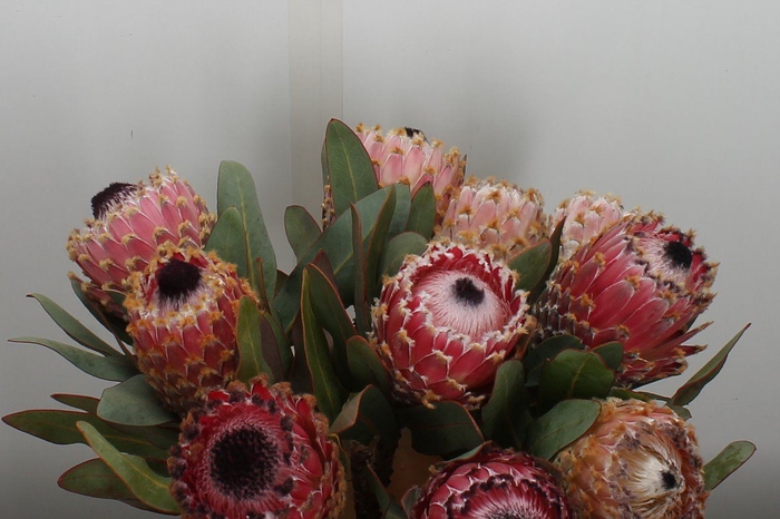 <h4>Protea magnifica</h4>
