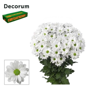 Chry T Kennedy Decorum