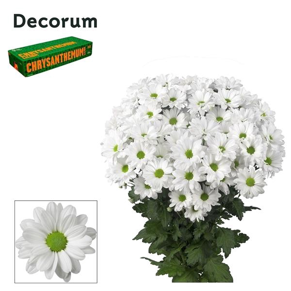 <h4>Chry T Kennedy Decorum</h4>