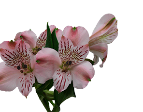 <h4>ALSTROEMERIA EVA 080 CM</h4>