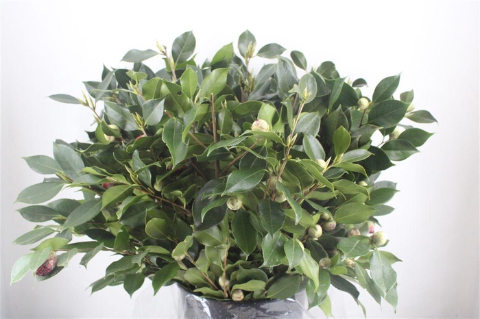 <h4>Camelia P Bunch</h4>