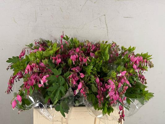 <h4>Dicentra Spectabilis</h4>