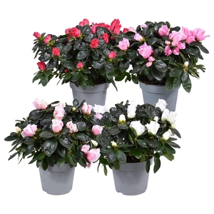 Azalea'Vogel'gemengd'Rijp'pot13
