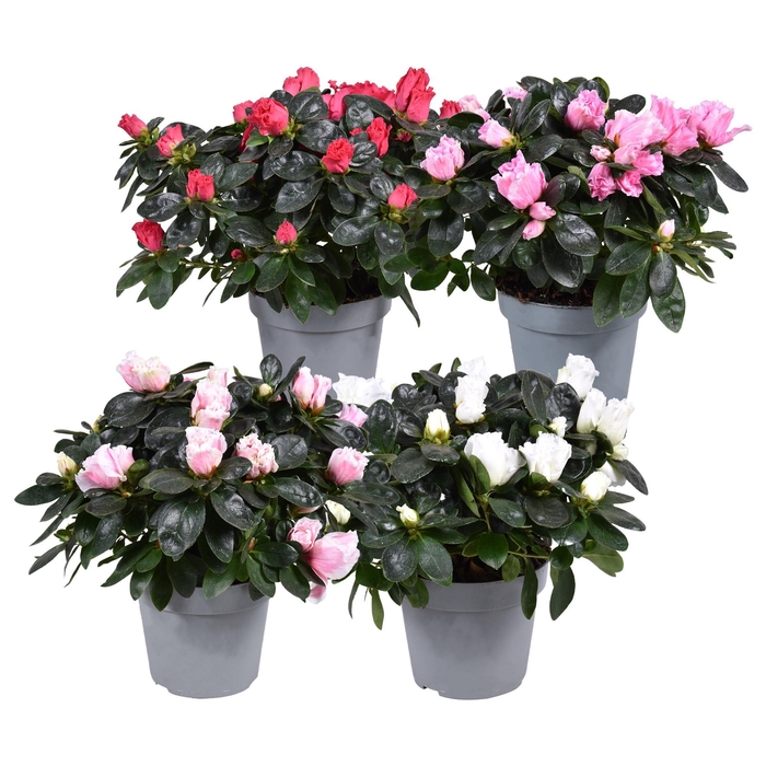 <h4>Azalea'Vogel'gemengd'Rijp'pot13</h4>