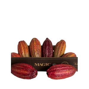 Cacao Pods