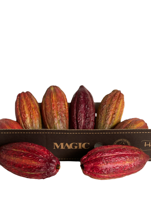 <h4>Cacao Pods</h4>