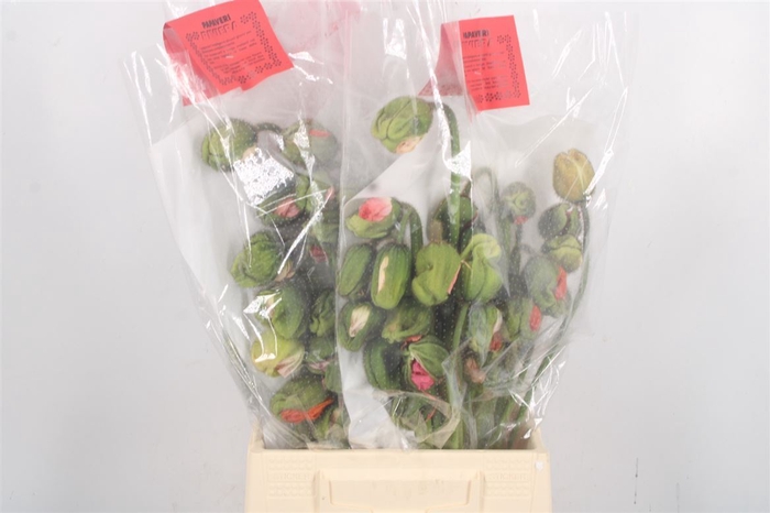 <h4>Papaver Gemengd Extra Per Tak</h4>