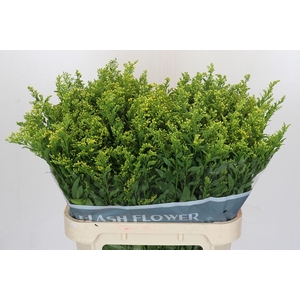 Solidago Golden Glory