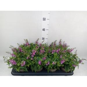 Angelonia  'Serena Lavender'