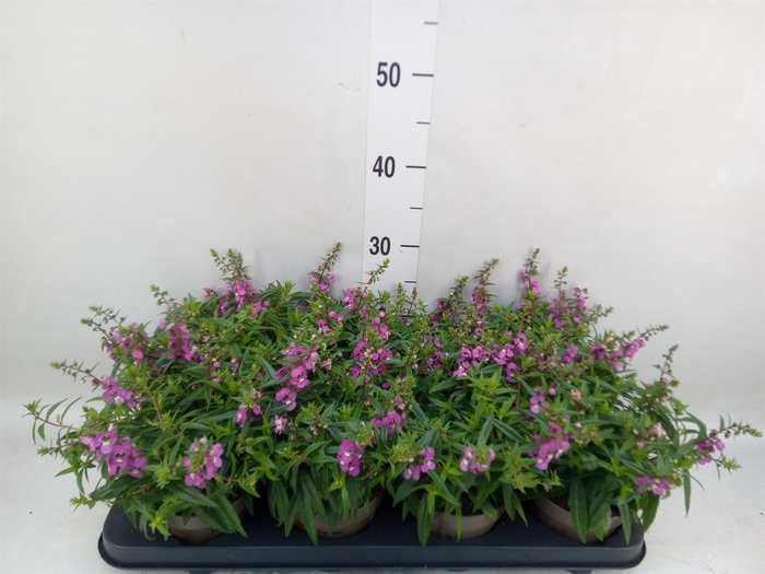 <h4>Angelonia  'Serena Lavender'</h4>