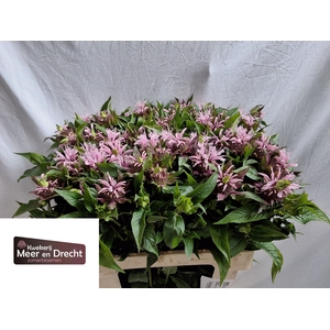 MONARDA BEAUTY COBHA