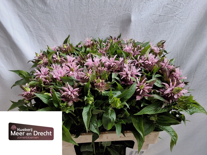 <h4>MONARDA BEAUTY COBHA</h4>