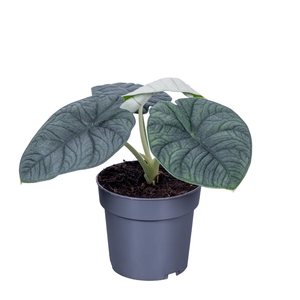 Alocasia Melo 14cm