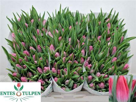 <h4>Tu En Bolroyal Pink</h4>