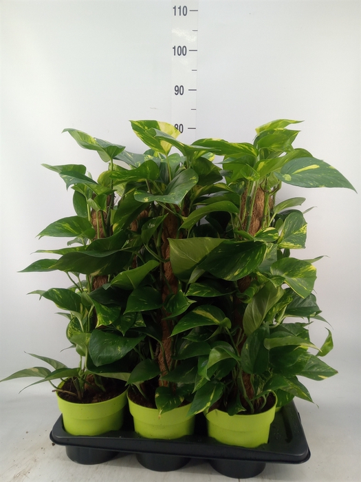 <h4>Epipremnum pinn.   ...moss stick</h4>